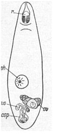 Oneppus denticulatus Oneppus denticulatus