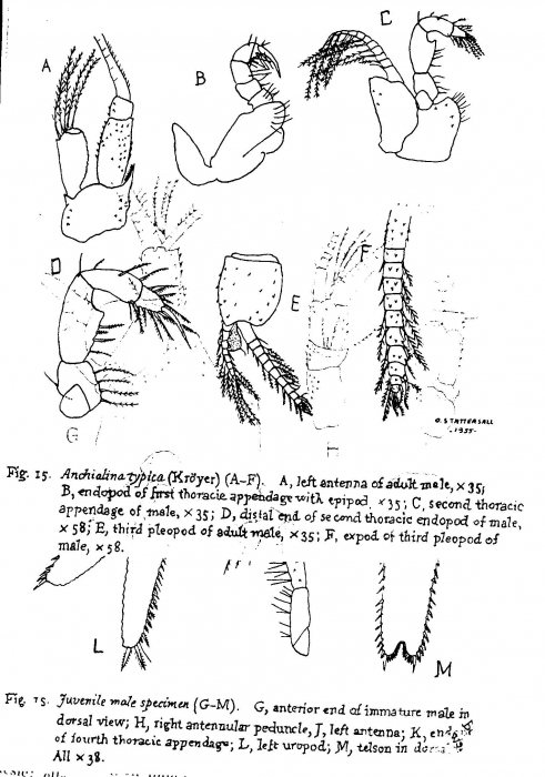 Anchialina typica