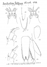 Anchialina latifrons