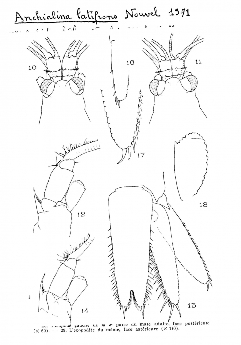 Anchialina latifrons