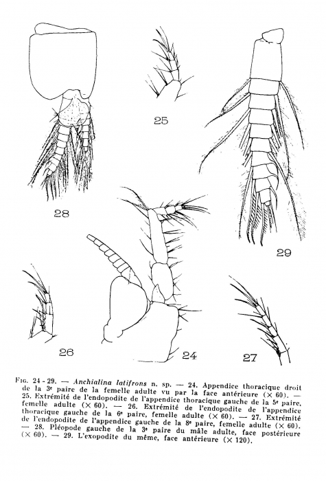 Anchialina latifrons Anchialina latifrons