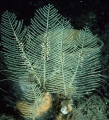 Hydrozoa (hydroids)