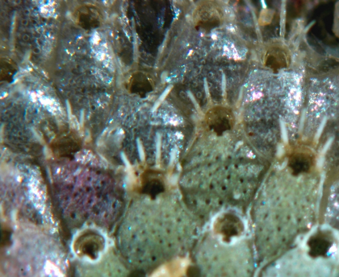 Phaeostachys spinifera (Johnston, 1847)