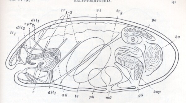 Placorhynchus meridionalis Placorhynchus meridionalis