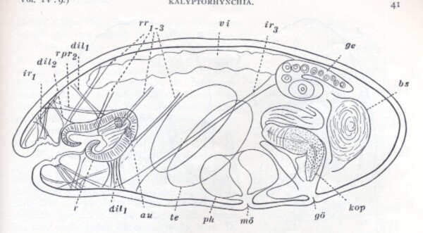 Placorhynchus meridionalis