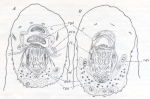 Placorhynchus meridionalis