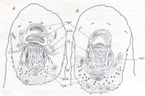 Placorhynchus meridionalis