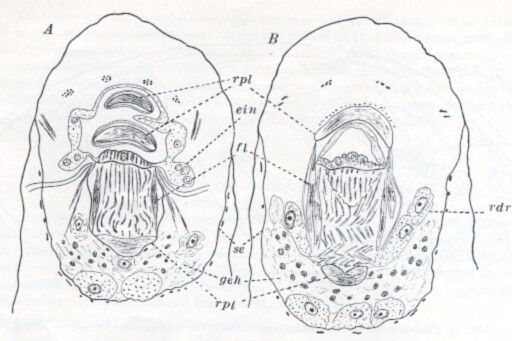 Placorhynchus meridionalis Placorhynchus meridionalis