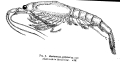 Crustacea (crustaceans)