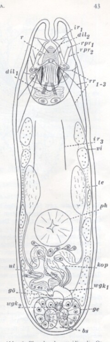 Placorhynchus meridionalis Placorhynchus meridionalis