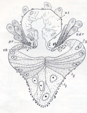 Placorhynchus meridionalis Placorhynchus meridionalis