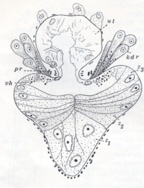 Placorhynchus meridionalis