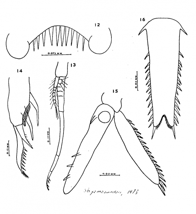 Gastrosaccus muticus