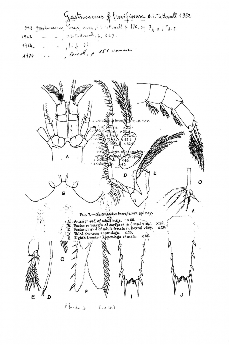 Gastrosaccus brevifissura