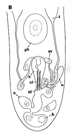 Placorhynchus pacificus Placorhynchus pacificus