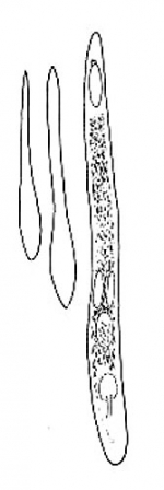 Placorhynchus pacificus