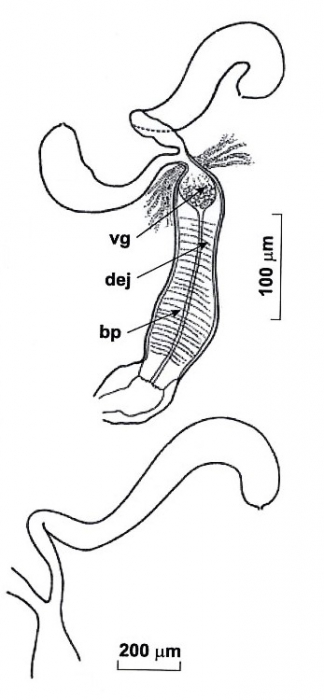 Cohenella pronini Cohenella pronini