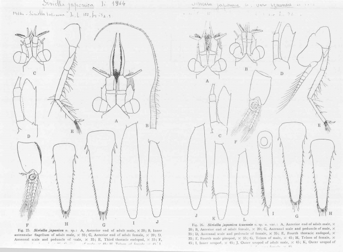 Worms World Register Of Marine Species Photogallery