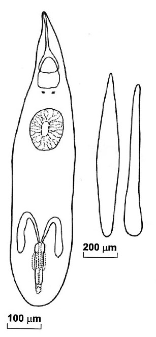 Cohenella pronini Cohenella pronini