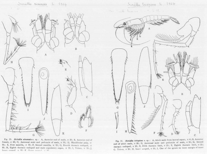 Siriella sinensis