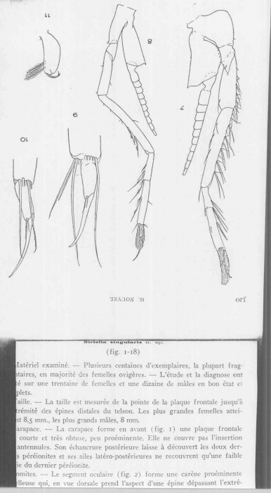 Siriella singularis