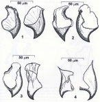 Cohenella semernoyi