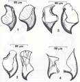 Platyhelminthes (flatworms)