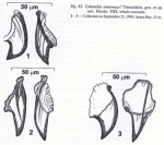 Cohenella semernoyi