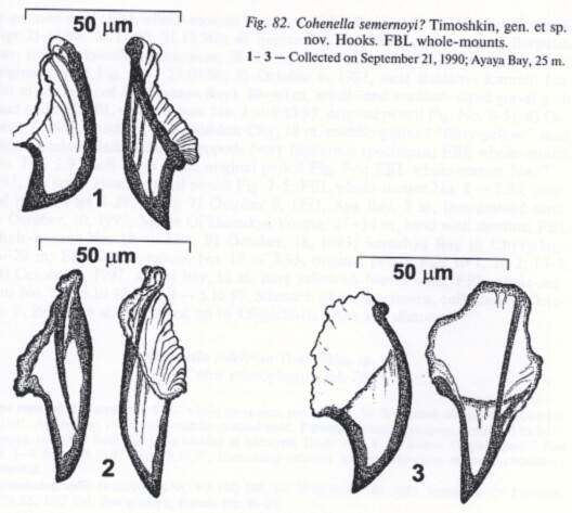 Cohenella semernoyi Cohenella semernoyi