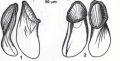 Platyhelminthes (flatworms)