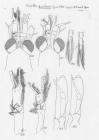 Scan taken from personal notes of H. Nouvel stored at CNRS La Rochelle (France) by Jean Paul Lagardere.
