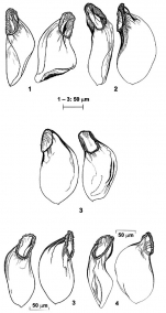 Coulterella hirotaorum