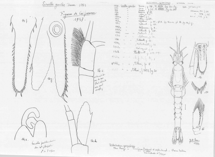 Siriella gracilis