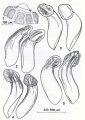 Platyhelminthes (flatworms)