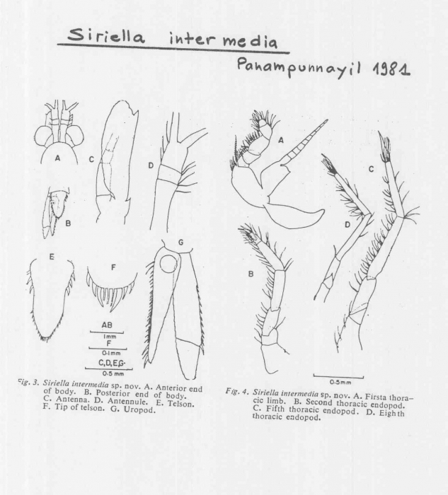 Siriella intermedia