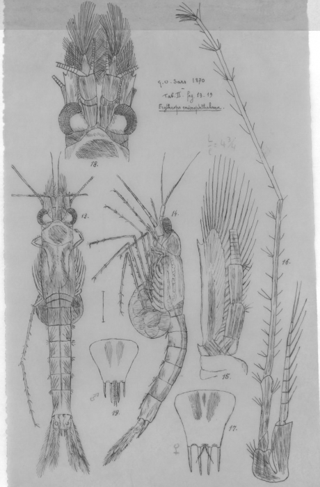 Erythrops microphthalma