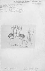 Meterythrops indica