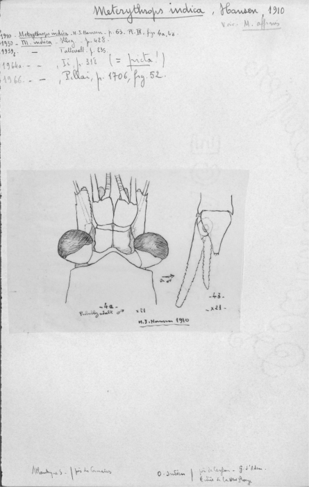 Meterythrops indica