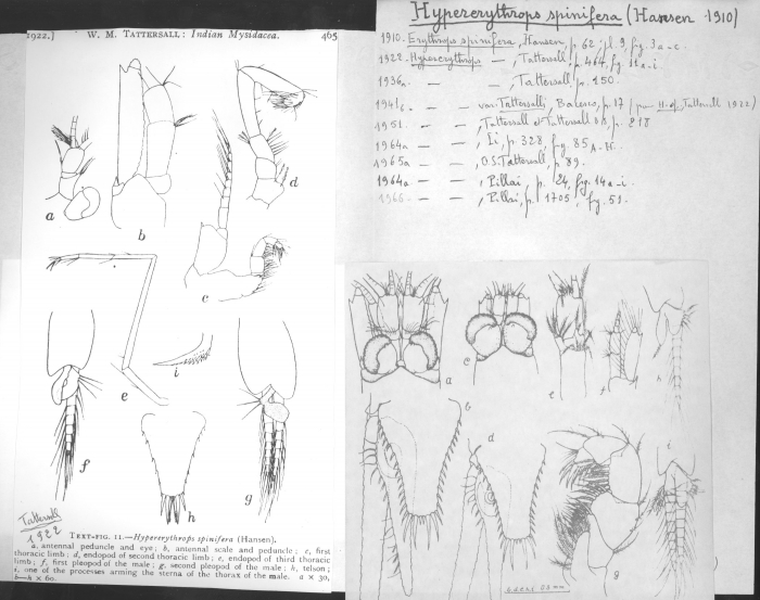 Hypererythrops spinifera