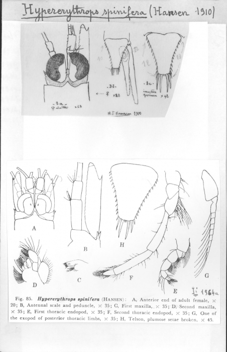 Hypererythrops spinifera