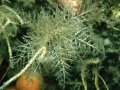 Hydrozoa (hydroids)