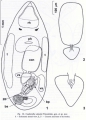 Platyhelminthes (flatworms)