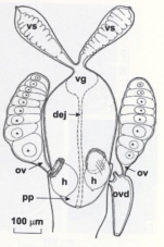 Coulterella vainolai