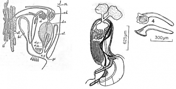 Diplosiphon baikalensis Diplosiphon baikalensis
