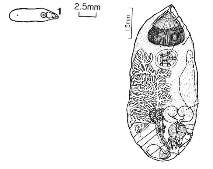 Diplosiphon baikalensis Diplosiphon baikalensis
