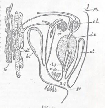 Diplosiphon baikalensis