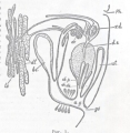 Platyhelminthes (flatworms)