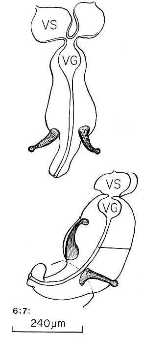 Diplosiphon mamkaevi Diplosiphon mamkaevi