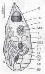 Diplosiphon mamkaevi