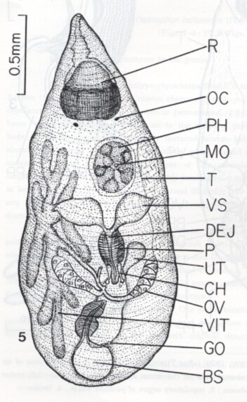Diplosiphon mamkaevi Diplosiphon mamkaevi